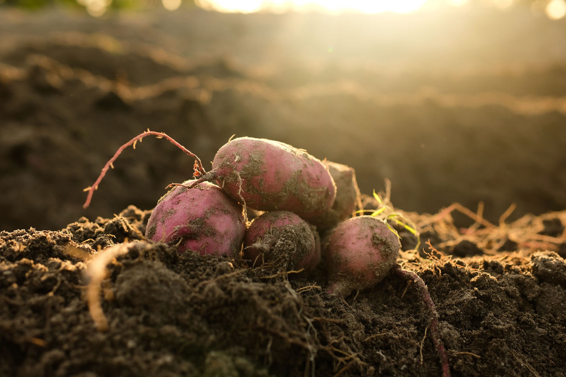 Freshly harvested sweet potato on the ground in the sun