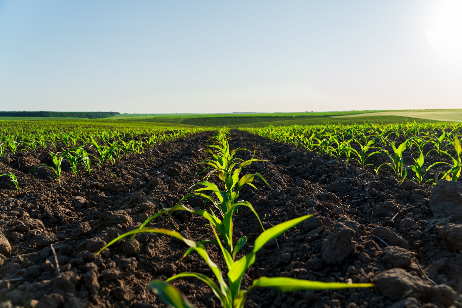Close-up of young corn sprouts grow in the field. Cultivation of corn plants. Small green corn plants